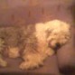 Mi perro echándose una pequeña siesta sin que los demás podamos estar en el sofá...